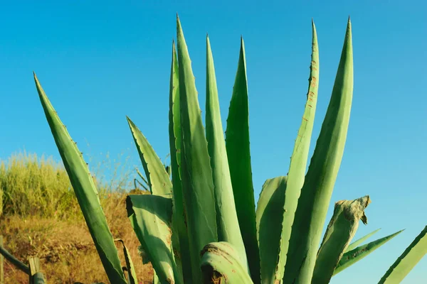 Primer Plano Las Hojas Verdes Una Planta Bajo Cielo Azul —  Fotos de Stock