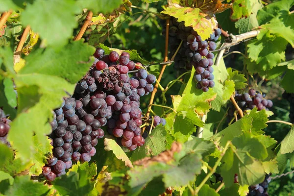 Een Close Shot Van Rijpe Druiven Wijnstokken — Stockfoto