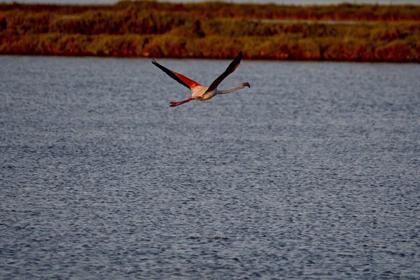 Vacker Flamingo Flyger Över Sjön — Stockfoto