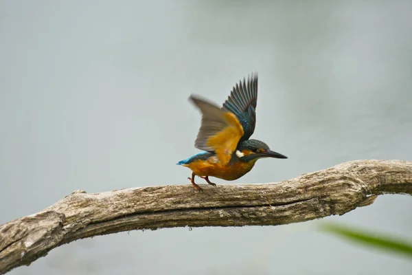 Der Schöne Und Farbenfrohe Eisvogel Fliegt Vom Baum — Stockfoto