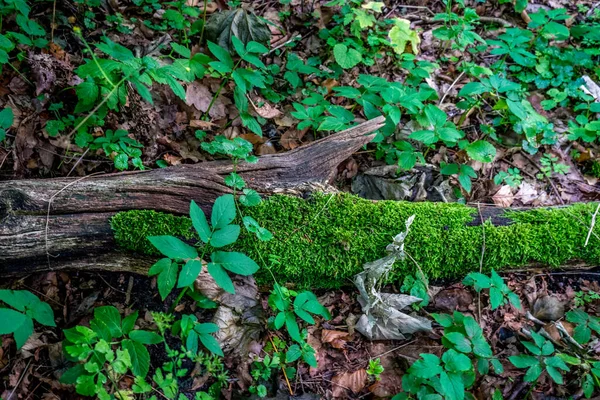 Une Vue Dessus Bois Recouvert Mousses Feuilles Sol Lumière Jour — Photo
