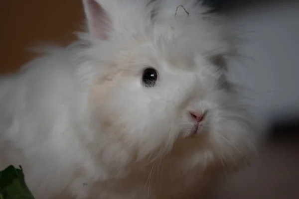 Portrait White Fluffy Bunny — Stock Photo, Image