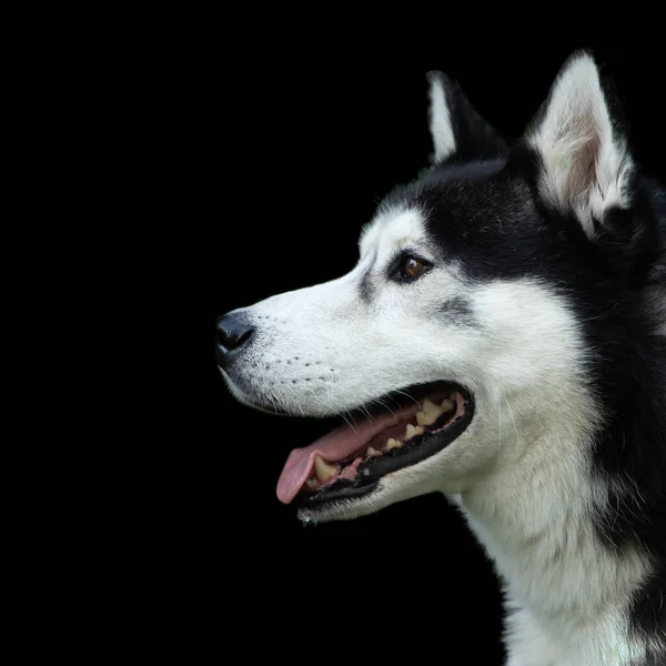 Une Mise Point Sélective Adorable Husky Sur Fond Sombre — Photo