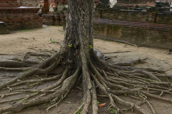 Gros Plan Des Racines Des Arbres — Photo