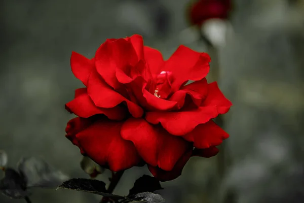 Ein Garten Voller Schöner Roter Rosen — Stockfoto