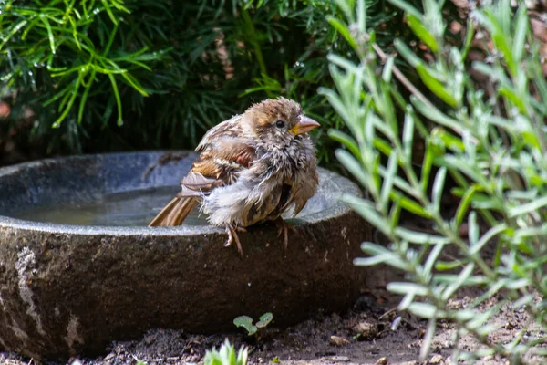 石風呂に閉じ込められたふわふわのスズメのショット — ストック写真