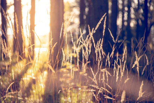 Güneşin Altında Sarı Kuru Çimenlerin Güzel Bir Görüntüsü — Stok fotoğraf