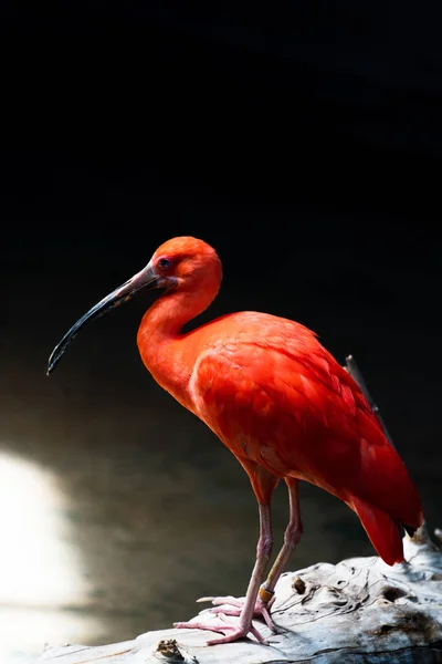 Gros Plan Ibis Rouge — Photo