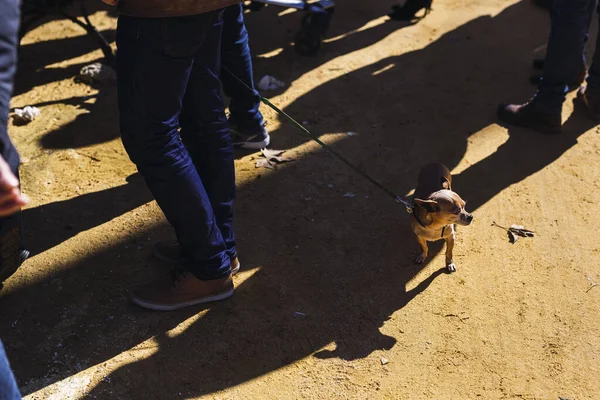 Sebuah Gambar Sudut Tinggi Dari Laki Laki Berjalan Anjing Lucu — Stok Foto