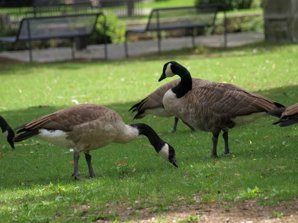 Una Hermosa Toma Gansos Canadienses Prado — Foto de Stock