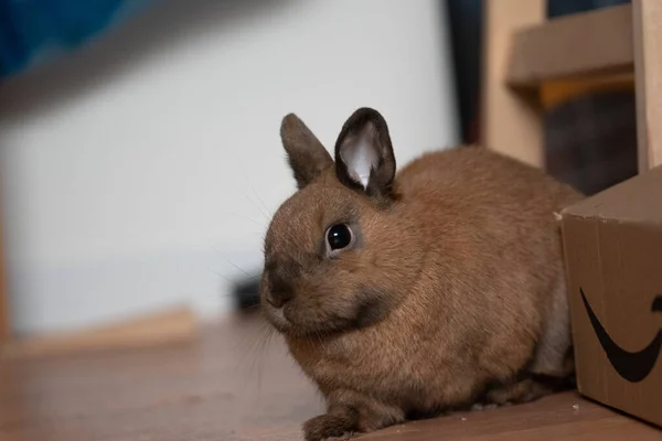 Eine Nahaufnahme Von Einem Niedlichen Braunen Kaninchen Auf Einem Holzboden — Stockfoto