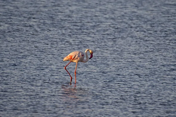 Piękne Ujęcie Flaminga Stojącego Wodzie — Zdjęcie stockowe