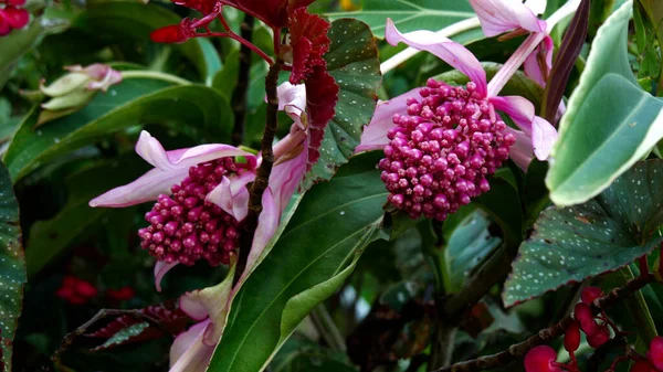 Primo Piano Fiori Tropicali Rosa — Foto Stock