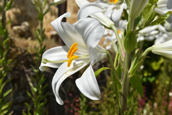 Tiro Close Belas Flores Lírio Branco Jardim — Fotografia de Stock