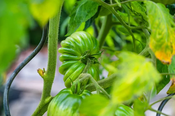 Eine Selektive Fokusaufnahme Unreifer Grüner Tomaten Auf Einem Zweig — Stockfoto