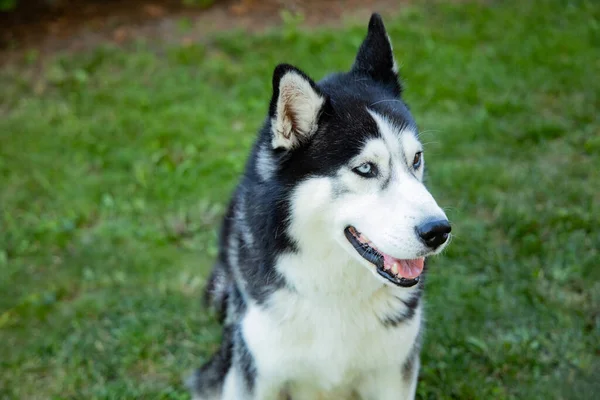 Nahaufnahme Eines Entzückenden Flauschigen Huskys — Stockfoto