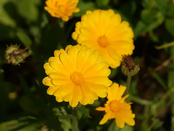 トウモロコシのマリーゴールドの花のクローズアップショット — ストック写真