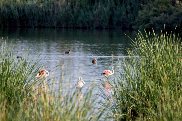 Krásní Růžoví Plameňáci Jezeře Španělsku — Stock fotografie