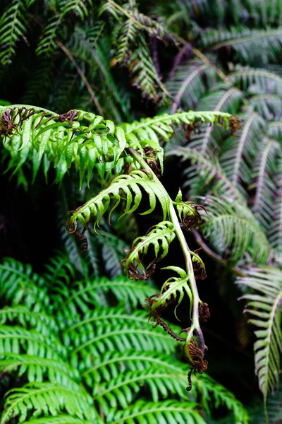 Primo Piano Una Pianta Tropicale Nelle Acores Ilha Sao Miguel — Foto Stock