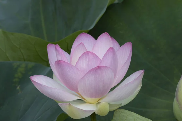 Plan Rapproché Une Fleur Lotus Milieu Aquatique — Photo