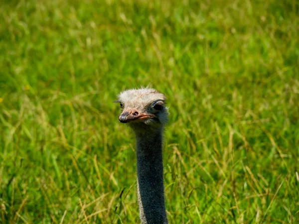 Eine Selektive Fokusaufnahme Eines Straußengesichts Auf Einem Feld — Stockfoto