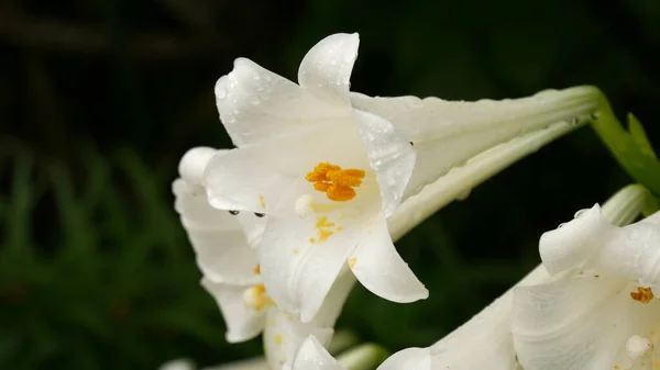 Detailní Záběr Roztomilé Orchideje Květiny Pod Slunečním Světlem — Stock fotografie