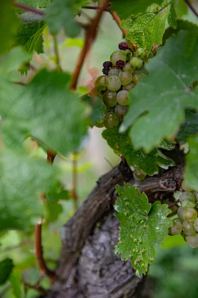 Close Vertical Uvas Verdes Crescendo Uma Árvore Uma Vinha — Fotografia de Stock