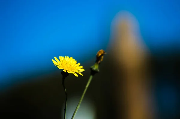 Крупним Планом Знімок Жовтої Квітки Розмитим Синім Тлом — стокове фото