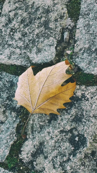 Eine Vertikale Panoramaaufnahme Eines Einzelnen Herbstblattes Auf Dem Boden — Stockfoto