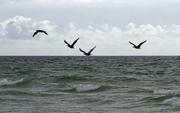 Alcuni Uccelli Volano Sopra Oceano Con Cielo Nuvoloso All Orizzonte — Foto Stock