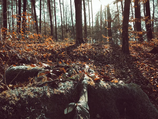 茶色の葉で覆われた地面の秋の間の森 — ストック写真