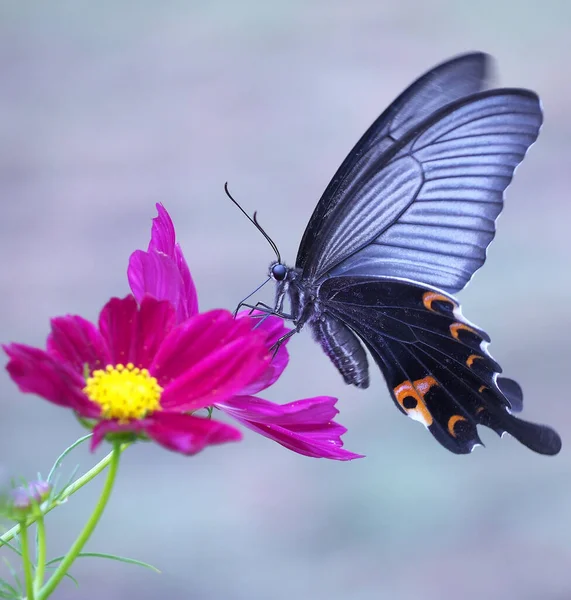 Een Closeup Shot Van Een Vlinder Een Fel Roze Bloem — Stockfoto