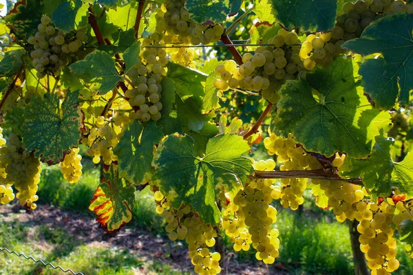 Closeup Shot Green Grapes Growing Vines — Stock Photo, Image