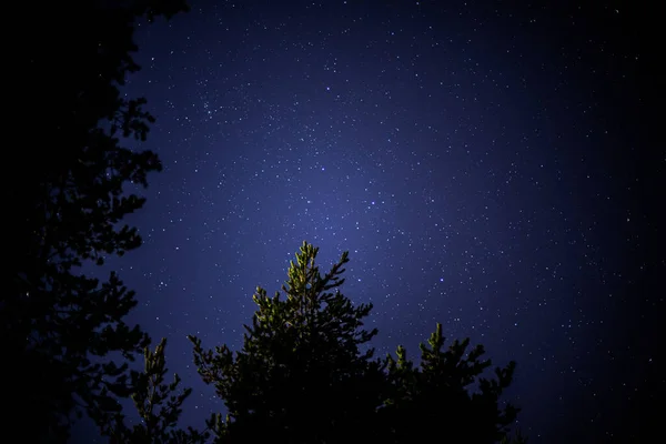 Een Betoverende Opname Van Een Sterrenhemel Door Bomen — Stockfoto