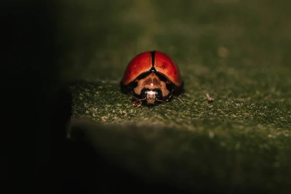 Macro Shot Red Ladybug Leaf — Stock Photo, Image