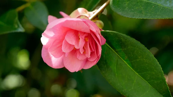 Plan Macro Une Belle Camélia Rose Sur Une Branche — Photo