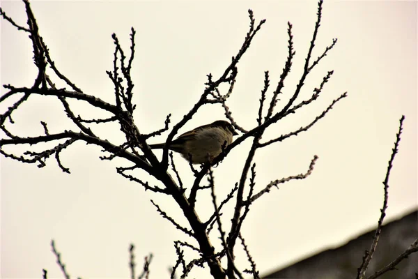 庭の木に鳥がいて — ストック写真