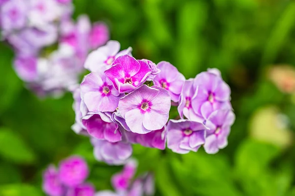 Enfoque Selectivo Flores Phlox Paniculata Púrpura — Foto de Stock