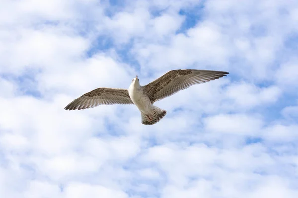 Colpo Basso Angolo Gabbiano Zampe Gialle Volante Con Cielo Nuvoloso — Foto Stock