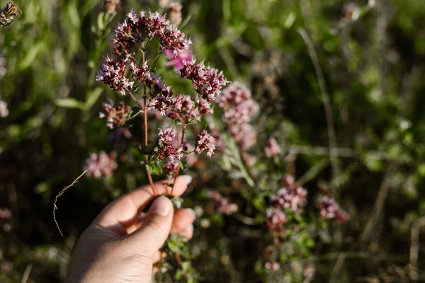 Flower Meadow Oregano Also Called Real Dost Origanum Vulgare Sunset — Stock Photo, Image