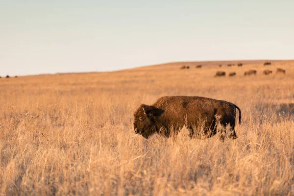 在炎热的一天 在油炸区近距离拍摄到一头美洲野牛 — 图库照片