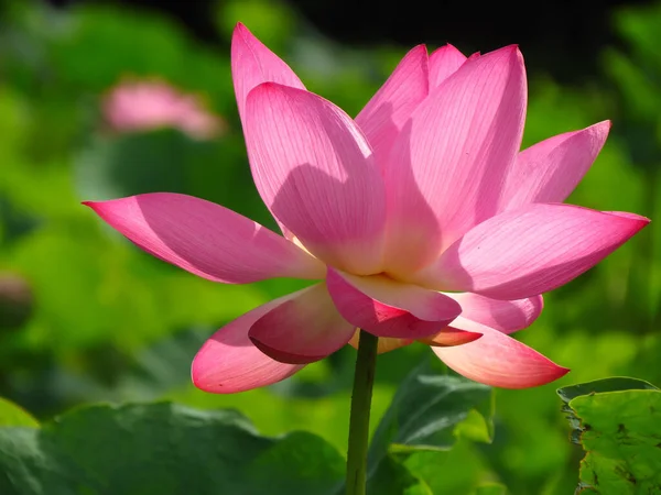 Eine Nahaufnahme Einer Rosa Lotusblume — Stockfoto