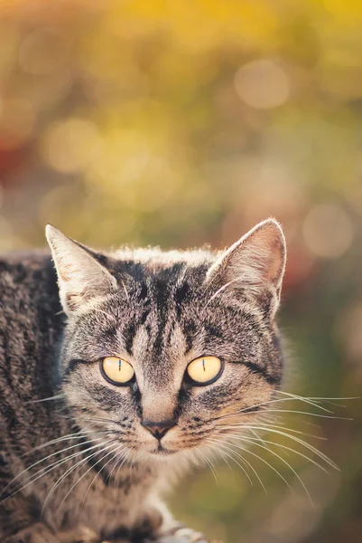 Closeup Selective Focus Shot Domestic Short Haired Cat — Stock Photo, Image