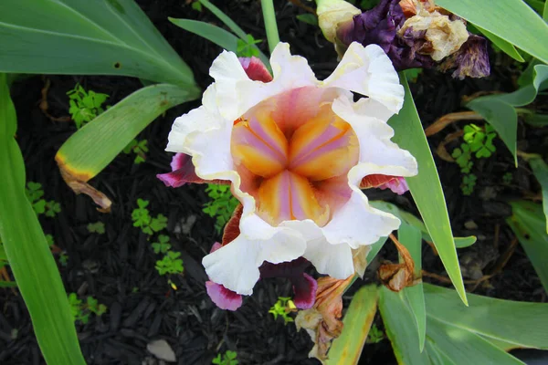 Closeup Shot Orchids Garden — Stock Photo, Image