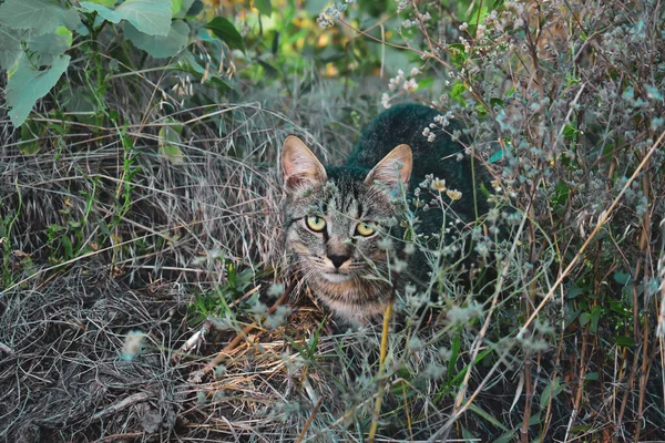 Egy Imádnivaló Szürke Macska Vad Mezőn Egyenesen Kamerába Néz — Stock Fotó