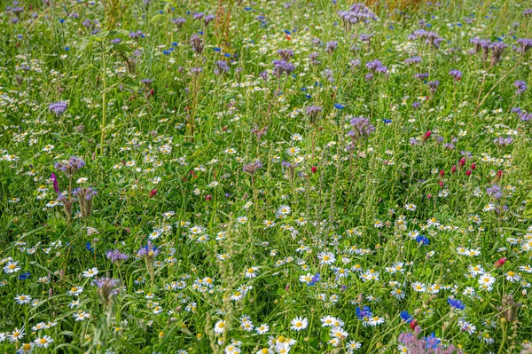 Jan 1970 Die Schönsten Dinge Der Natur Sind Blumen — Stockfoto