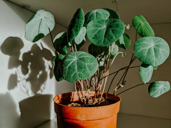 Zielona Alocasia Roślina Brązowym Garnku Domu — Zdjęcie stockowe