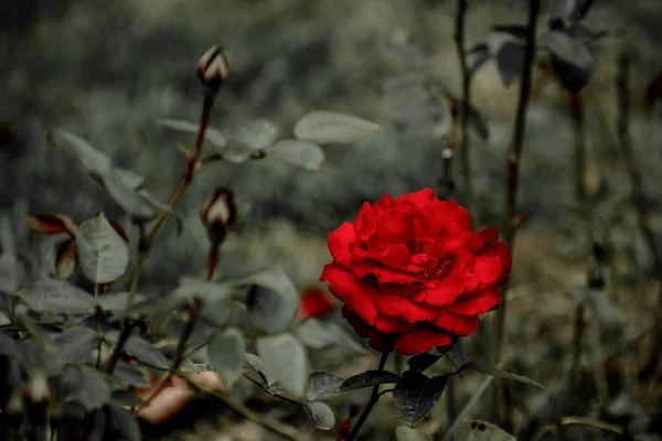 Krásný Záběr Červené Růže Rozmazaném Pozadí — Stock fotografie
