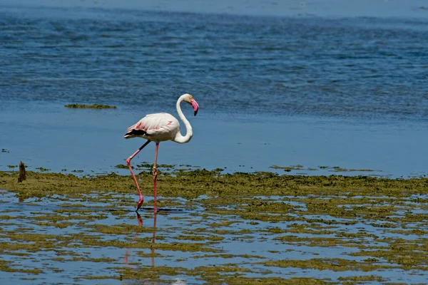 Schöne Aufnahme Eines Flamingos Der Wasser Steht — Stockfoto