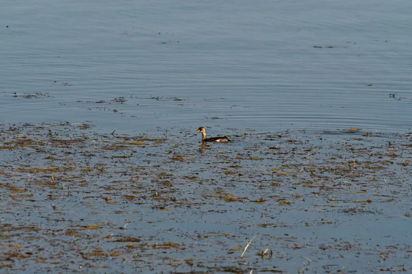 Pato Solitario Nadando Medio Estanque Capturado Luz Del Día — Foto de Stock